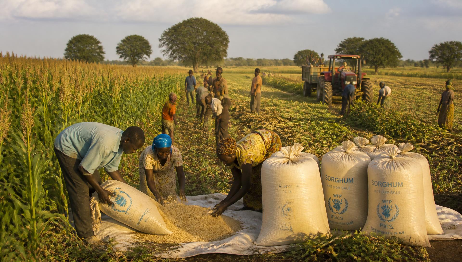 Farm workers bagging sorghum harvest on cultivated farmland